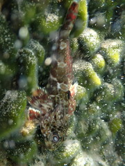 Bovichtus angustifrons