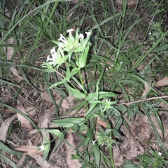 Conostomium natalense