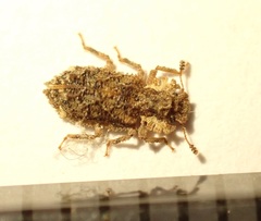 Tarphiomimus indentatus