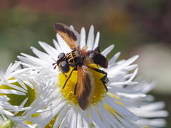 Trichopoda pictipennis
