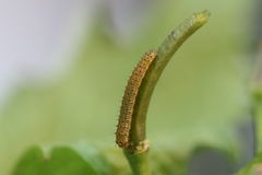 Anthocharis cardamines