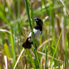 Lonchura leucogastroides