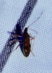 Ozophora picturata