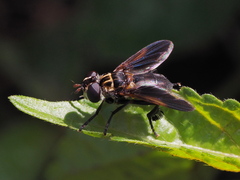 Trichopoda pictipennis