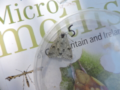 Acronicta leporina