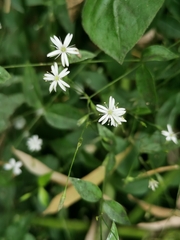 Stellaria chinensis