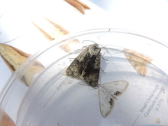 Acronicta alni