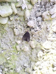 Histia flabellicornis