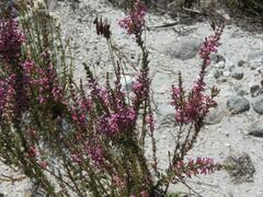 Erica placentiflora