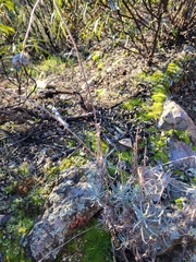 Helichrysum stoechas