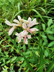 Dictamnus dasycarpus