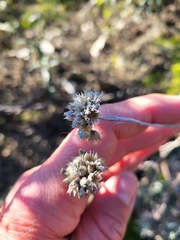 Helichrysum stoechas