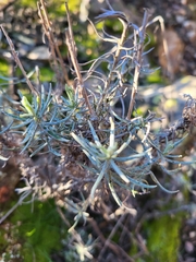 Helichrysum stoechas