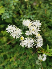 Thalictrum petaloideum