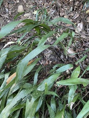 Aspidistra attenuata