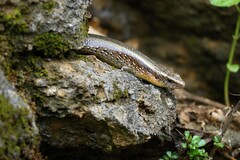 Eutropis multifasciata