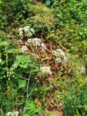 Changium smyrnioides