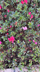 Rhododendron indicum