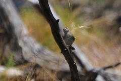 Aphelocephala leucopsis