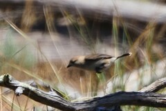 Aphelocephala leucopsis