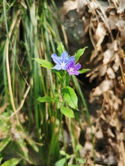 Aegonychon zollingeri