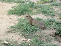Spermophilus citellus