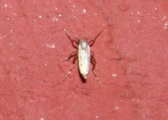 Chaoborus punctipennis