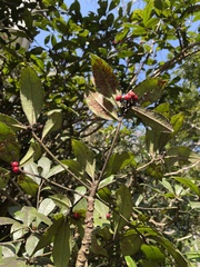 Ardisia cornudentata morrisonensis