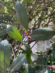 Ardisia cornudentata morrisonensis