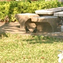 Acridotheres grandis