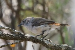 Acanthiza uropygialis