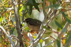 Melithreptus brevirostris