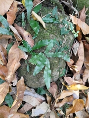 Leptochilus wrightii