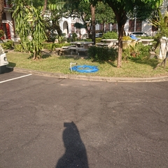 Acridotheres grandis