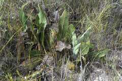 Protea scolopendriifolia