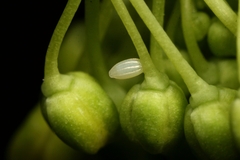 Anthocharis cardamines