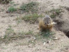 Spermophilus citellus