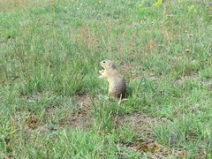 Spermophilus citellus