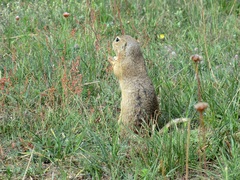 Spermophilus citellus
