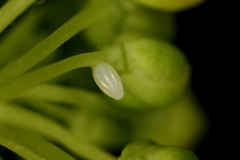 Anthocharis cardamines