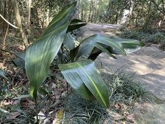 Aspidistra elatior