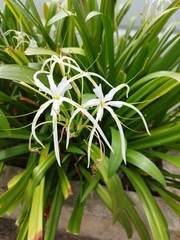 Hymenocallis littoralis