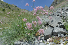 Centranthus angustifolius