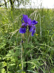 Iris sanguinea