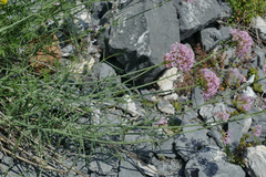 Centranthus angustifolius