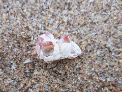 Notomegabalanus decorus