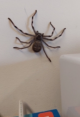 Holconia nigrigularis