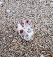 Notomegabalanus decorus