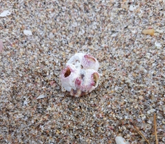 Notomegabalanus decorus