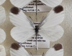 Leptidea sinapis